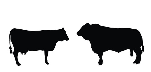 Cow and bull couple vector silhouette illustration isolated on white background. Farm animal mating love shape shadow. Organic food pasture. Cow silhouette. Bull silhouette.