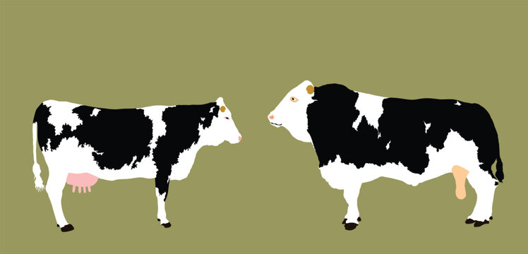 Holstein Friesian cow and bull couple vector illustration isolated on background. Farm animal mating love. Organic food pasture. Cow bull fresh meat.