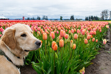 golden retriever with tulips