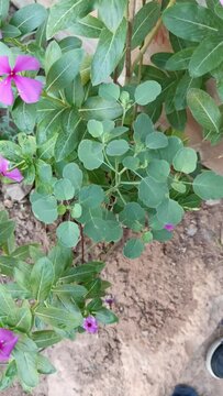 papalo plant in the garden of a Mexican home