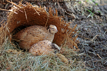 species-appropriate animal husbandry of laying quails in chicken paradise