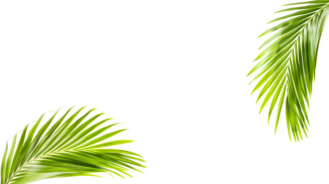 Green palm leaves over clear white background. Tropical freshness and summer travel concept