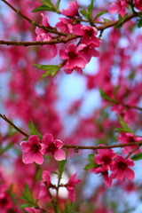 spring background. flower of peach fruit. a tree with pink flowers that are blooming