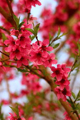 spring background. flower of peach fruit. a tree with pink flowers that are blooming