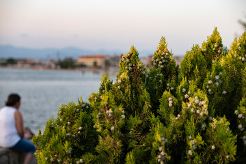 Green juniper on the background of the sea and the city.