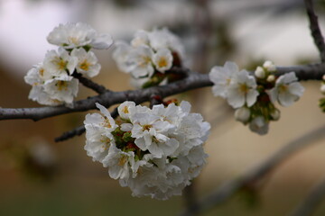 a tree branch with white flowers and a blurry background.