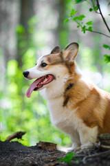 Pembroke Welsh Corgi puppy walks in the forest on a sunny day. He sits with his tongue hanging out. Happy little dog. Concept of care, animal life, health, show