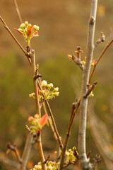a tree branch with white flowers and a blurry background.