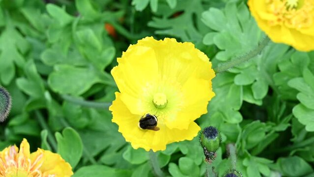 4K HD video of a small bumble bee collecting pollen from vibrant yellow Papaver cambricum, synonym Meconopsis cambrica, the Welsh poppy, a perennial flowering plant in the poppy family Papaveraceae
