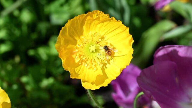 4K HD video of a honey bee collecting pollen from vibrant yellow Papaver cambricum, synonym Meconopsis cambrica, the Welsh poppy, a perennial flowering plant in the poppy family Papaveraceae
