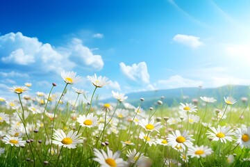 A beautiful sun-drenched spring summer meadow. Natura