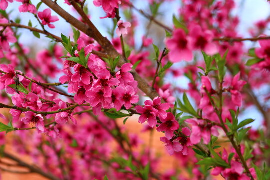 spring background. flower of peach fruit. a tree with pink flowers that are blooming