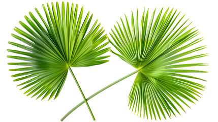 Fan palm leaf hand. Vibrant green tropical leaves isolated on white background - 782561372