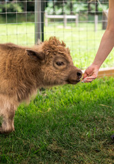 Fototapeta premium Miniture Highland Cow