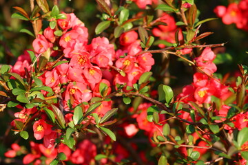 Chaenomeles japonica, called the Japanese quince or Maule's quince, is a species of flowering quince that is native to Japan.