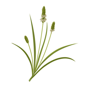 Vector illustration, Plantago ovata, also known as ispaghula dan psyllium, isolated on white background.