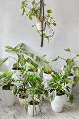 Many white flower pots with indoor plants in a bright room in the sun