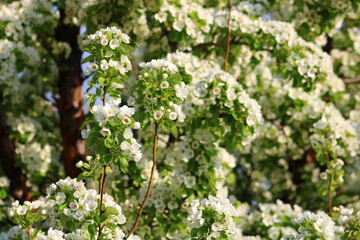spring background. flower of pear fruit. a tree with white flowers that says spring on it.