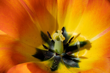 Tulip petals in red and orange colors. Natural background. Macro. Flower pistil and stamen close-up. Greeting card.