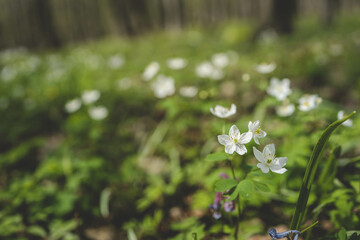 Spring forest flowers, landscape background
