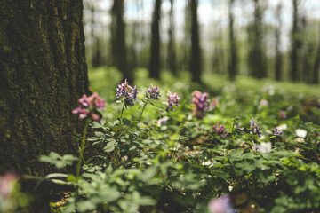 Spring forest flowers, landscape background