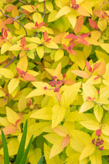 A shrub with bright yellow and orange leaves and pink flowers.