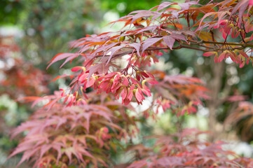 A red maple with its colorful fruit during spring.