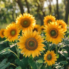 Fototapeta premium Yellow Sunflowers in Dark Soil