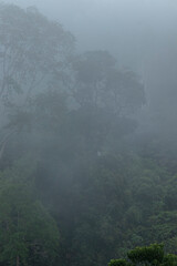 Tropical forest shrouded in fog
