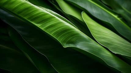 dark green banana leaf background