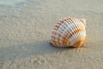Close-up of a single, pristine seashell on a sandy beach.