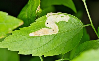 American Elm tree leaves (Ulmus americana) with leaf miner insect damage, pest control horticulture gardening agriculture concept.