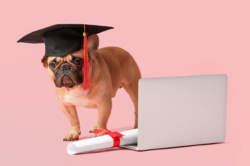 Cute French Bulldog in mortar board with diploma and modern laptop on pink background - obrazy, fototapety, plakaty