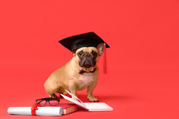 Cute French Bulldog in mortar board with diploma, books and eyeglasses on red background