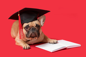 Cute French Bulldog in mortar board with book on red background