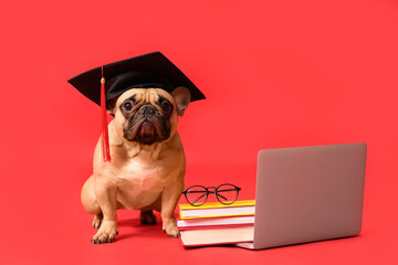 Cute French Bulldog in mortar board with modern laptop, books and eyeglasses on red background