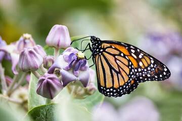Macro view of a colorful monarch feeding on a crown flower tree.