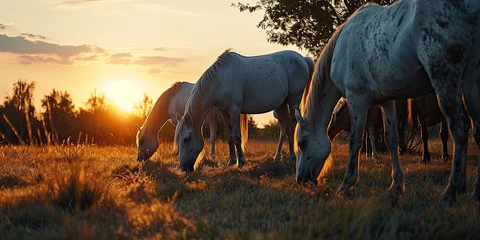 Fotobehang group of white horses grazing at sunset © Jacques Evangelista