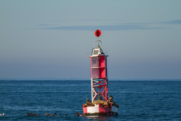 Sea Lions Resting and Sunbathing on a Red Buoy near Moss Beach Landing, Monterey Bay, California,...
