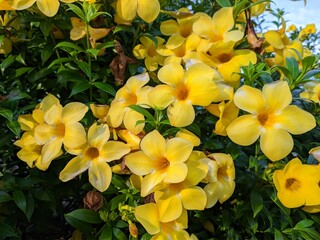 Allamanda Cathartica flower in the morning