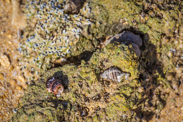 Two tiny snail shells on a coastal piece of rock.