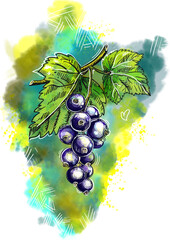 Hand drawn sketch watercolor illustration of blackcurrant, blackberry, leaf, branch currant . Elements in style label, sticker, menu, package.