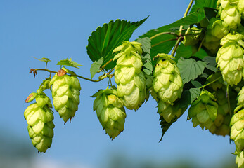 Twig with ripe cones of hops. Fertile field hops plant with fruits and leaves, garnish and place for text.