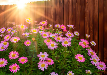 Outdoor bed of pink daisies. Floral motif, a group of flowers in sunlight against a wooden fence.