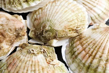 Rolgordijnen Fresh raw scallops in shells on black table, closeup © New Africa