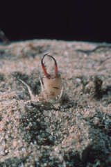 Antlion nymph (Myrmeleon formicarius) Sardinia, Italy