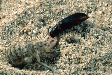 Antlion nymph (Myrmeleon formicarius) pteying on a bug, Sardinia, Italy