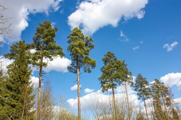 Majestic pine trees standing tall and proud, their lush green branches reaching towards the sky, against a backdrop of billowy clouds on a perfect spring day in nature.