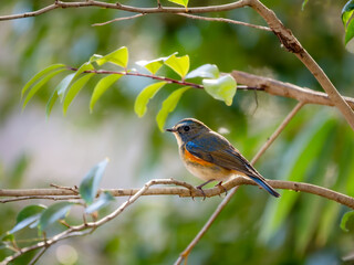 森の中で枝に留まっているルリビタキの雄