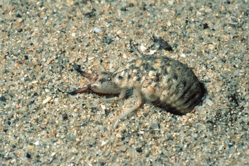 Antlion nymph (Myrmeleon formicarius) Sardinia, Italy